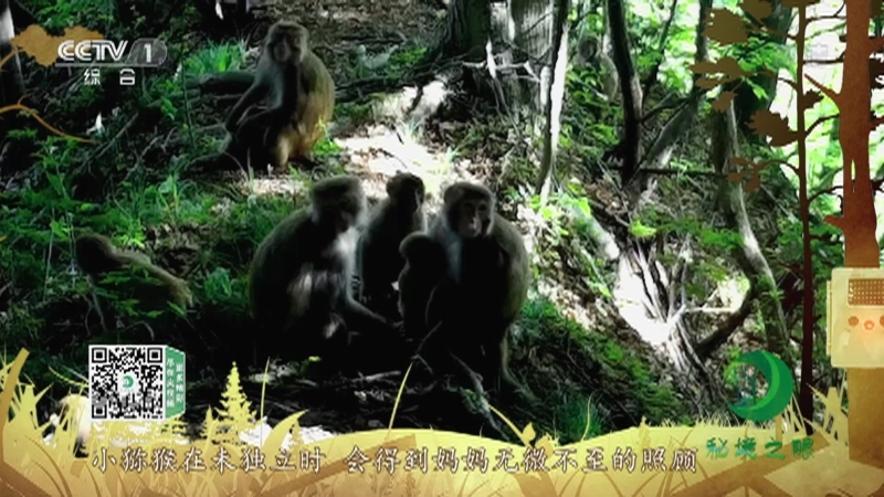 秘境之眼 《秘境之眼》 猕猴 20220427