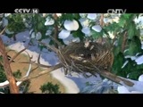 周末动画片 《周末动画片》 20150215 19:00