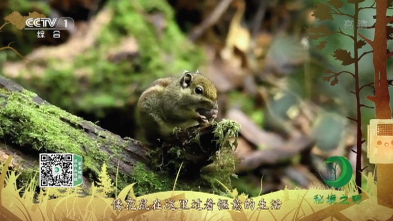 秘境之眼 《秘境之眼》 倭花鼠 20220526