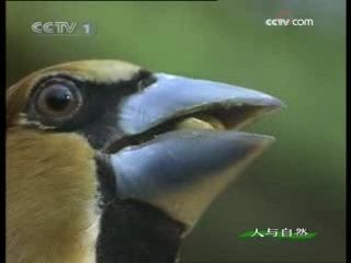 人与自然 永不满足的胃口 上