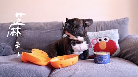 一犬一话 这两个模特竟然不是人