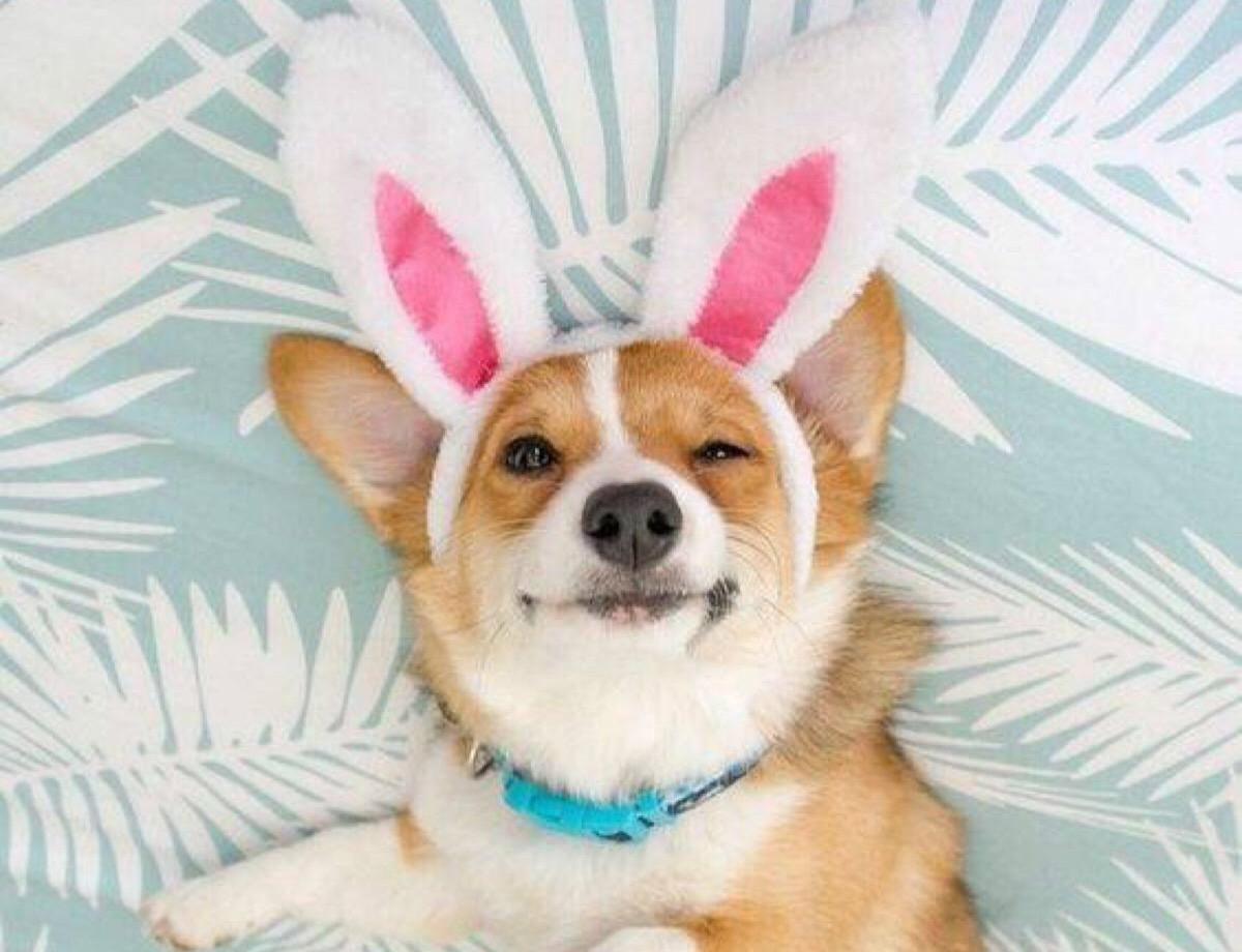 萌宠大乐斗261  狗狗走路不稳？很有可能是耳朵出现问题了！