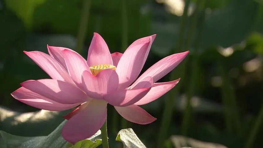 《二十四节气》第8集