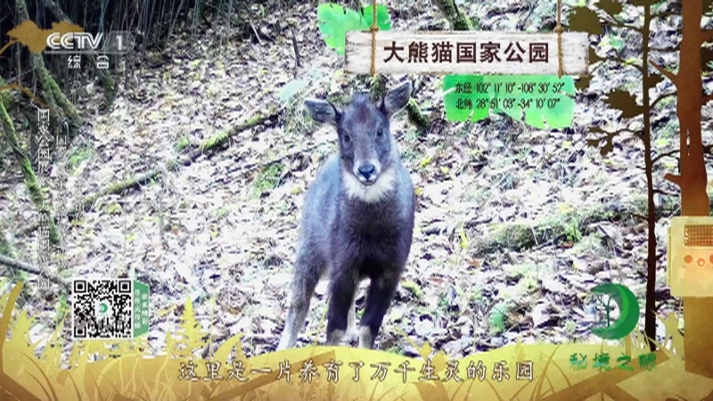 《秘境之眼》 大熊猫/野猪/中华斑羚/川金丝猴 20211013
