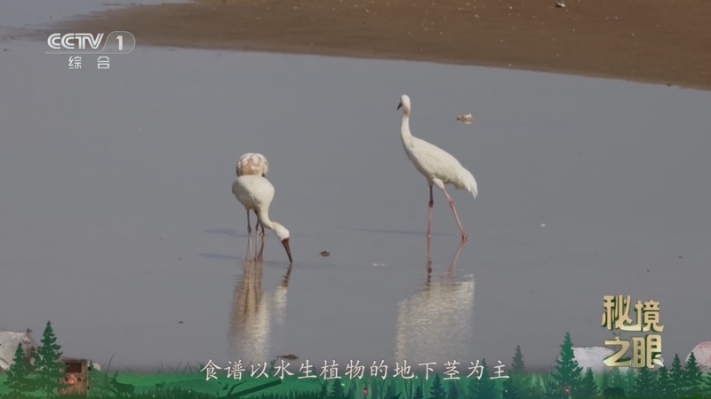 秘境之眼 《秘境之眼》 白鹤 20260208