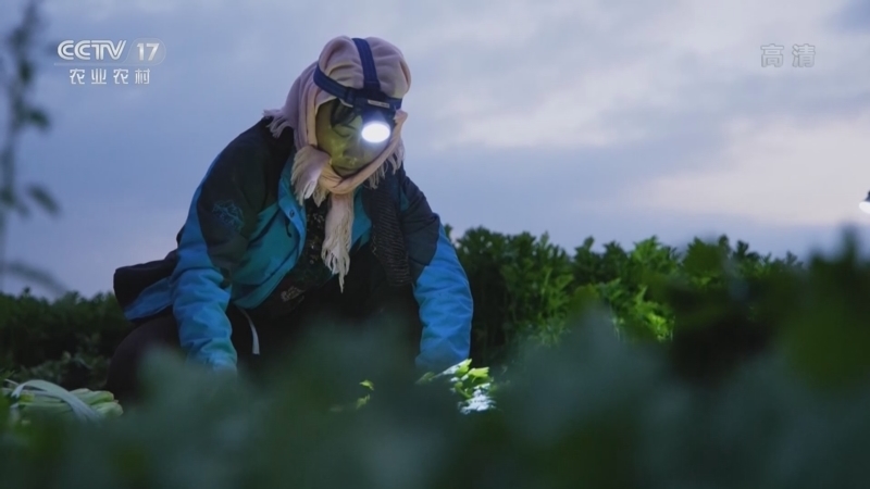 《丰收节的清晨》 20220923 宁夏