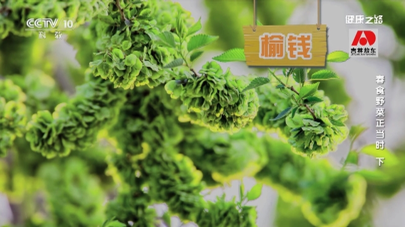健康之路 《健康之路》 20230305 春食野菜正当时（下）