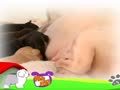 狗狗日记 第4天 我是独生女