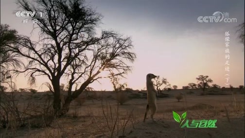 人与自然 《人与自然》 20190220 狐獴家族的足迹（下）
