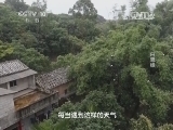 走近科学 《走近科学》 20140423 白鹭缘