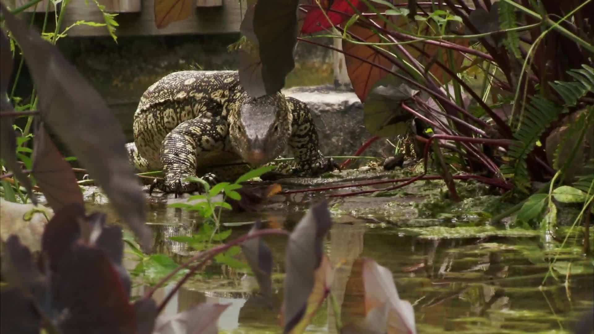 Florida with Nigel Marven