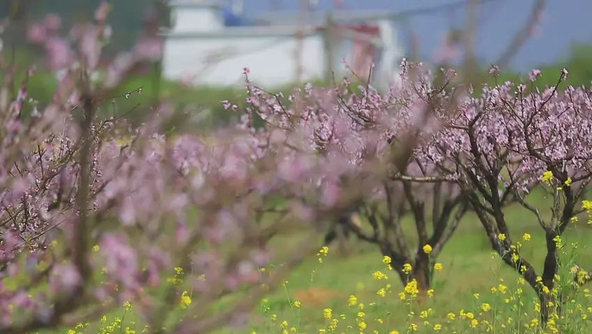 《二十四节气》第5集