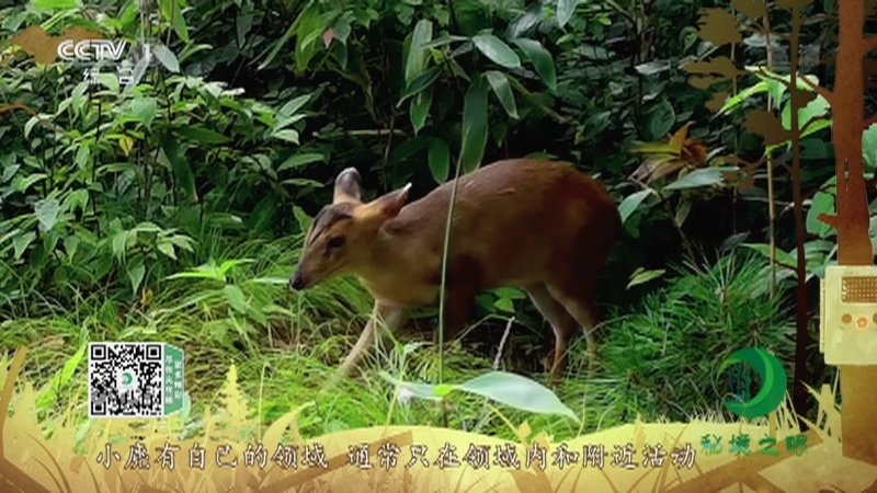 《秘境之眼》 小麂 20211204