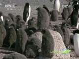 人与自然 《人与自然》 20150624 自然启示：集群的奥秘-坚守南极