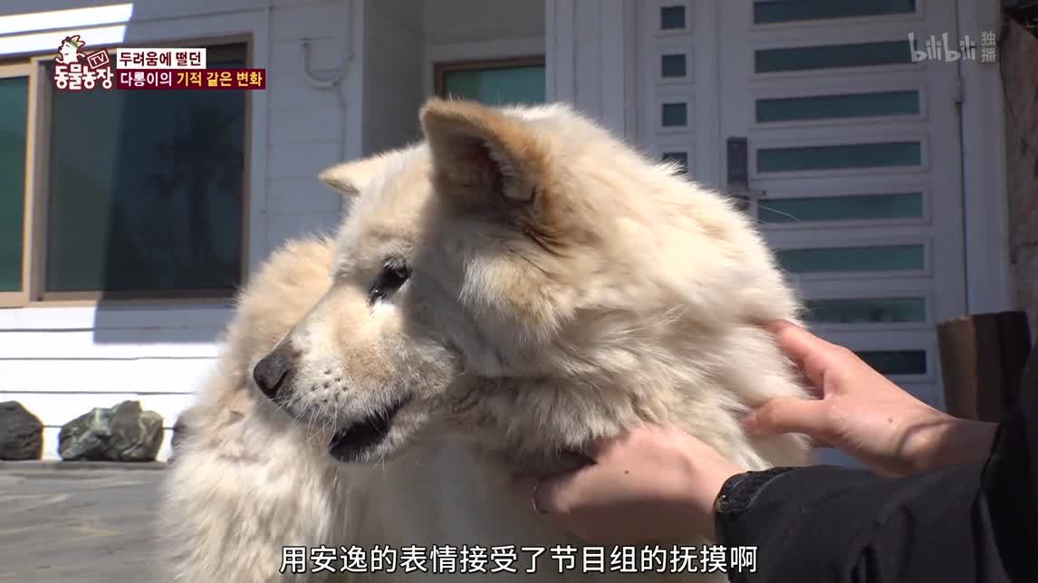 动物农场2020 狗生幸福