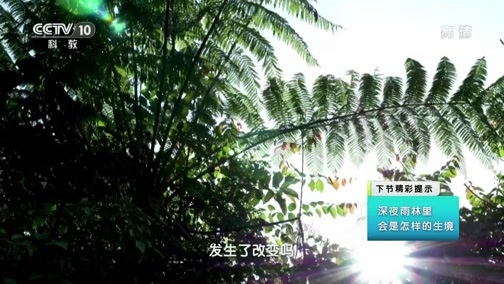 地理中国 《地理·中国》 20191213 探秘热带雨林5
