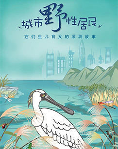 城市野性居民 海报
