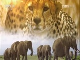 人与自然 《人与自然》 20160610 动物冬季奥运会（下）