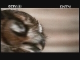 动物世界 《动物世界》 20120511