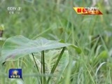 军事报道 《军事报道》 20160218