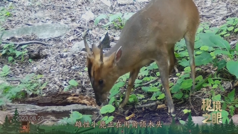 秘境之眼 《秘境之眼》 小麂 20250905