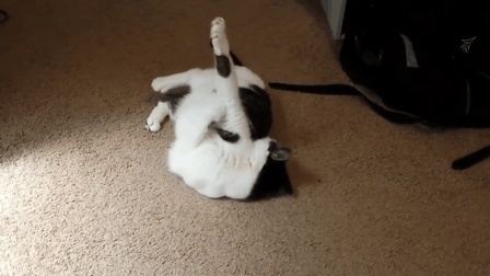 报信儿 猫薄荷是猫毒品？不！其实是猫的春药