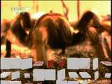 自然传奇 自然刺客之迷你斗士 自然传奇 20110417