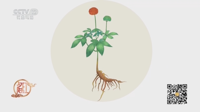 《夕阳红》 20260316 国医守正话健康（3）