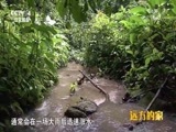 远方的家 《远方的家》 国家公园（3）西双版纳 北回归线上的绿洲 20180817