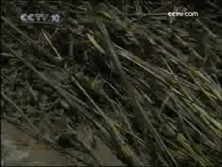 走近科学 揭秘食人蚁