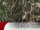 动物世界 《动物世界》 20180405 神秘的眼镜王蛇