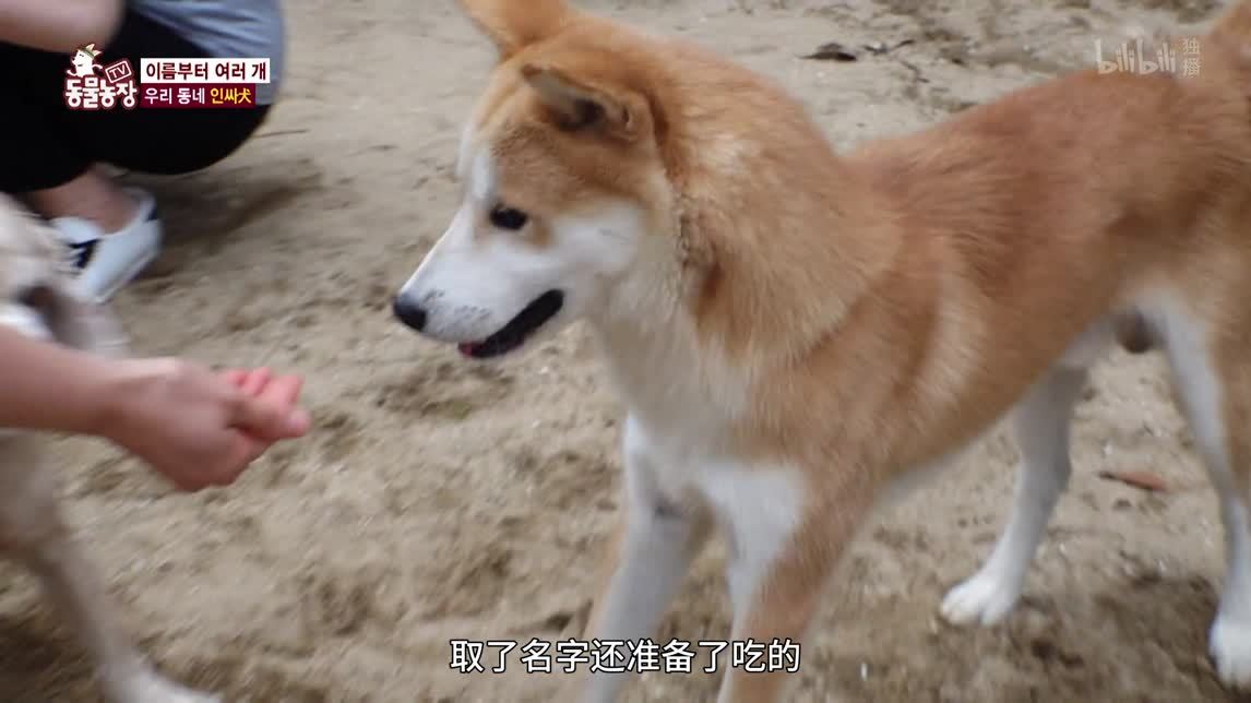 动物农场2020 不速之客的狗狗