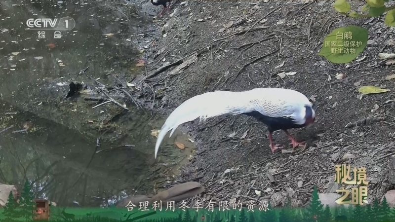 《秘境之眼》 白鹇 20260328