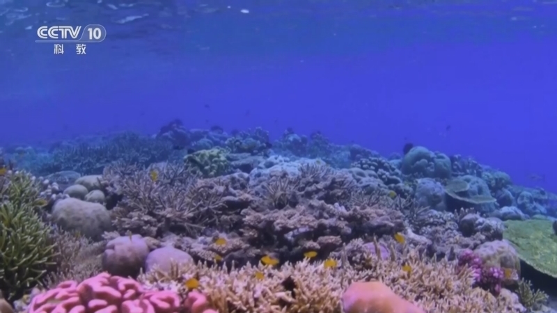 创新进行时 《创新进行时》 20260608 世界海洋日·深海“织”胜景