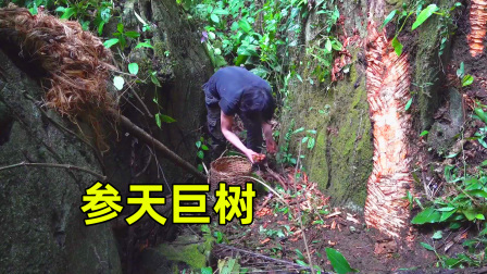 原始丛林人苏门答腊 第二季 原始森林中的参天大树，你能想象它有多粗吗？