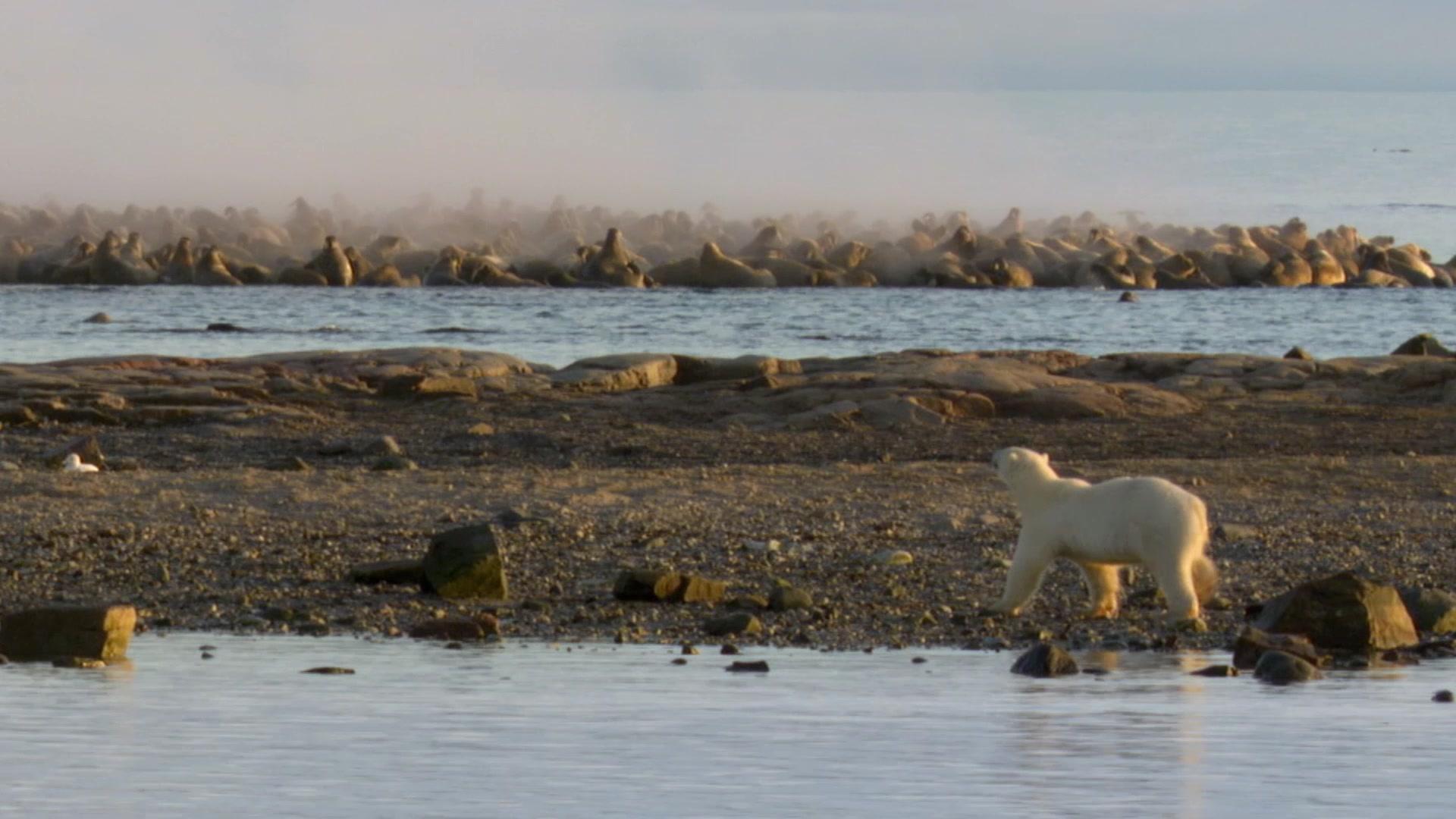 动物搏击会第五季 第3集