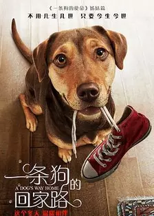 《一条狗的回家路》海报