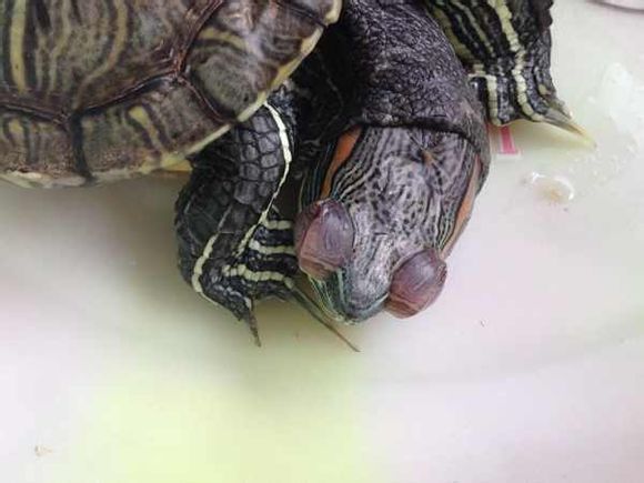 乌龟红眼病图片图片