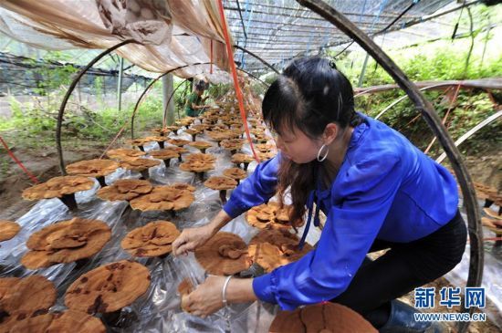 6月27日,安徽省旌德县云乐乡陈岭村村民李媛玉(前)在灵芝种植大棚中