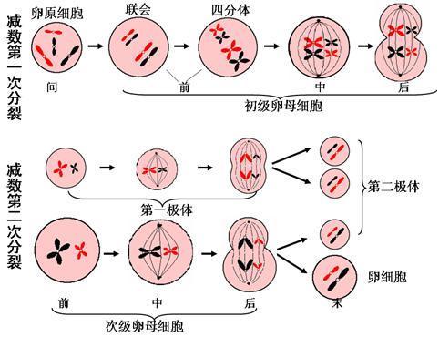 卵细胞减数过程图手绘图片