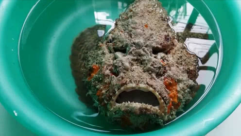 长着一张人脸的怪鱼,皮肤里藏有 毒刺,遇到不要随意碰它