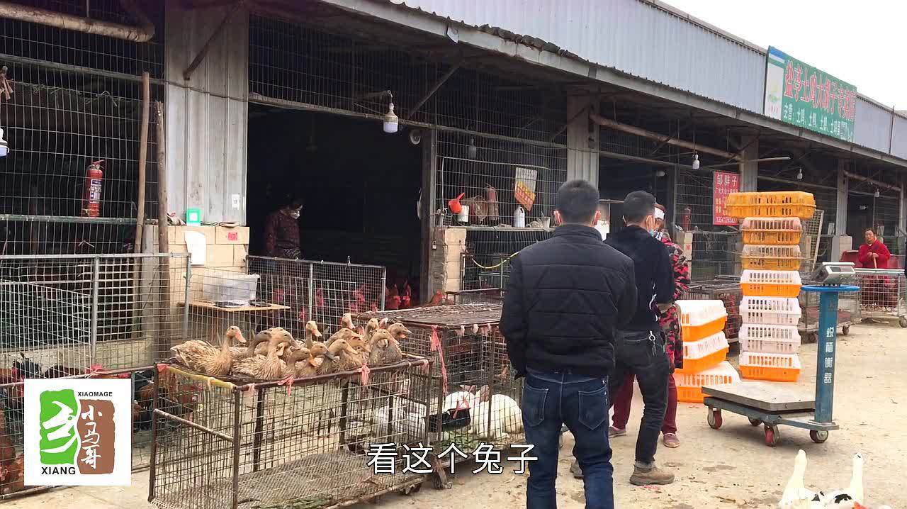 活禽批发行业的最新动态解读
