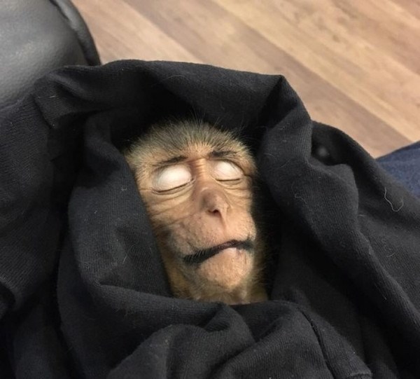 小猴子偷喝咖啡_当小偷容易么?