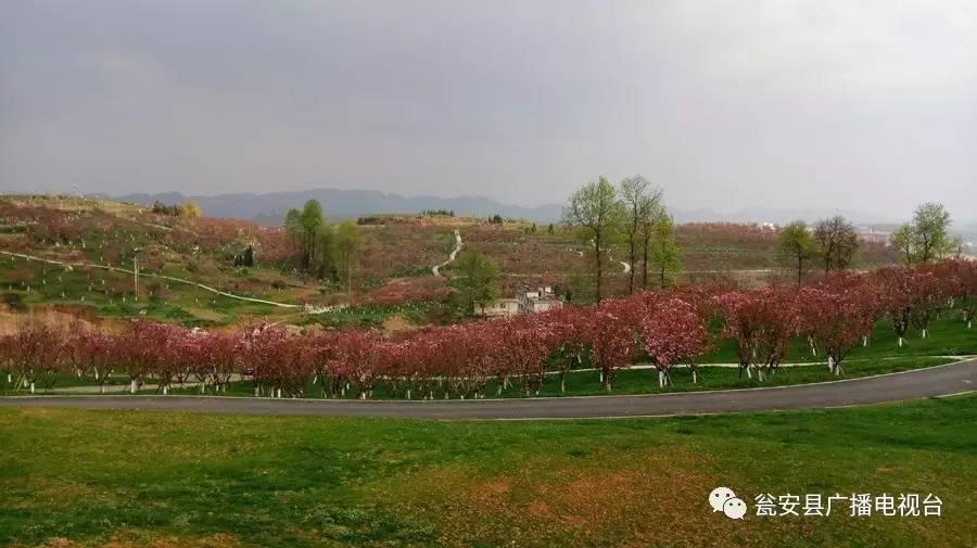樱花季|四月,我在猴场樱花树下等你哟,不见不散!