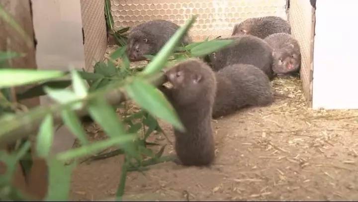 竹鼠野生放養獲得成功 市場價格翻番上漲