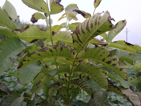 核桃黑腐病