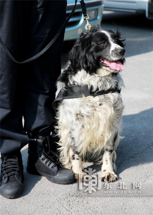 验车厢查邮包 黑龙江缉毒犬全面参与日常毒品排查