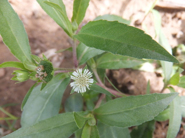 这个小白花是什么?