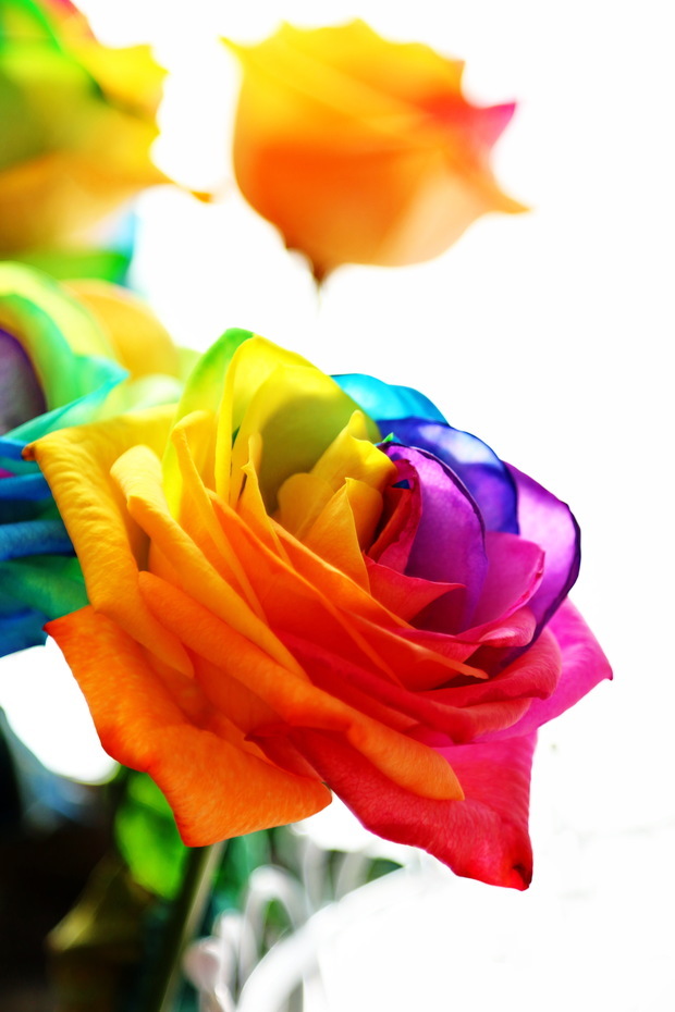 利用植物的虹吸现象把不同的颜色吸到花瓣上,形成彩虹般的颜色