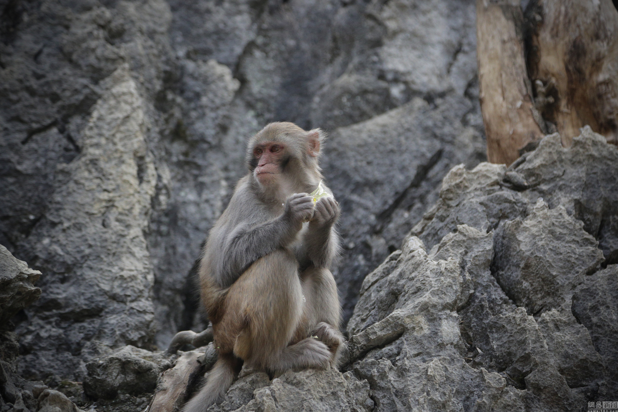 巴腊猴山地处大石山区,曾是国家二级保护动物猕猴的天堂.